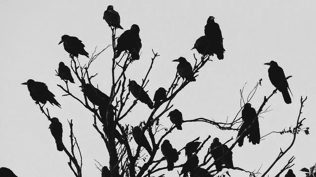 Black and white silhouette photo of many birds perched on bare tree branches against a pale sky