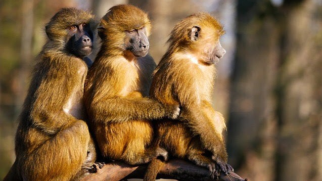 Three primates with golden-brown fur sitting together on a branch, blurred forest background, warm earthy tones, calm mood
